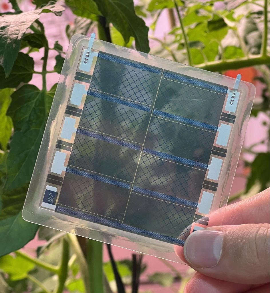 fotovoltaica orgánica semitransparente adaptada a las plantas. Fotovoltaica para cultivos